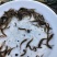泥鳅苗台湾泥鳅苗杂交泥鳅苗泥鳅苗场台湾泥鳅孵化场