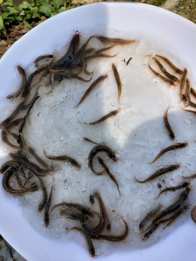 泥鳅苗台湾泥鳅苗杂交泥鳅苗泥鳅苗场台湾泥鳅孵化场