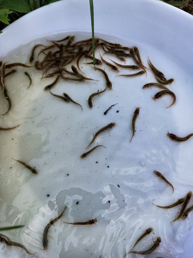 泥鳅苗台湾泥鳅苗杂交泥鳅苗泥鳅苗场台湾泥鳅孵化场