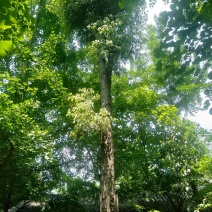 大量供应楠木