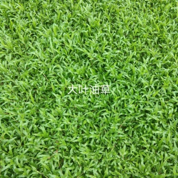 地被草大叶油草，台湾草坪，马尼拉草