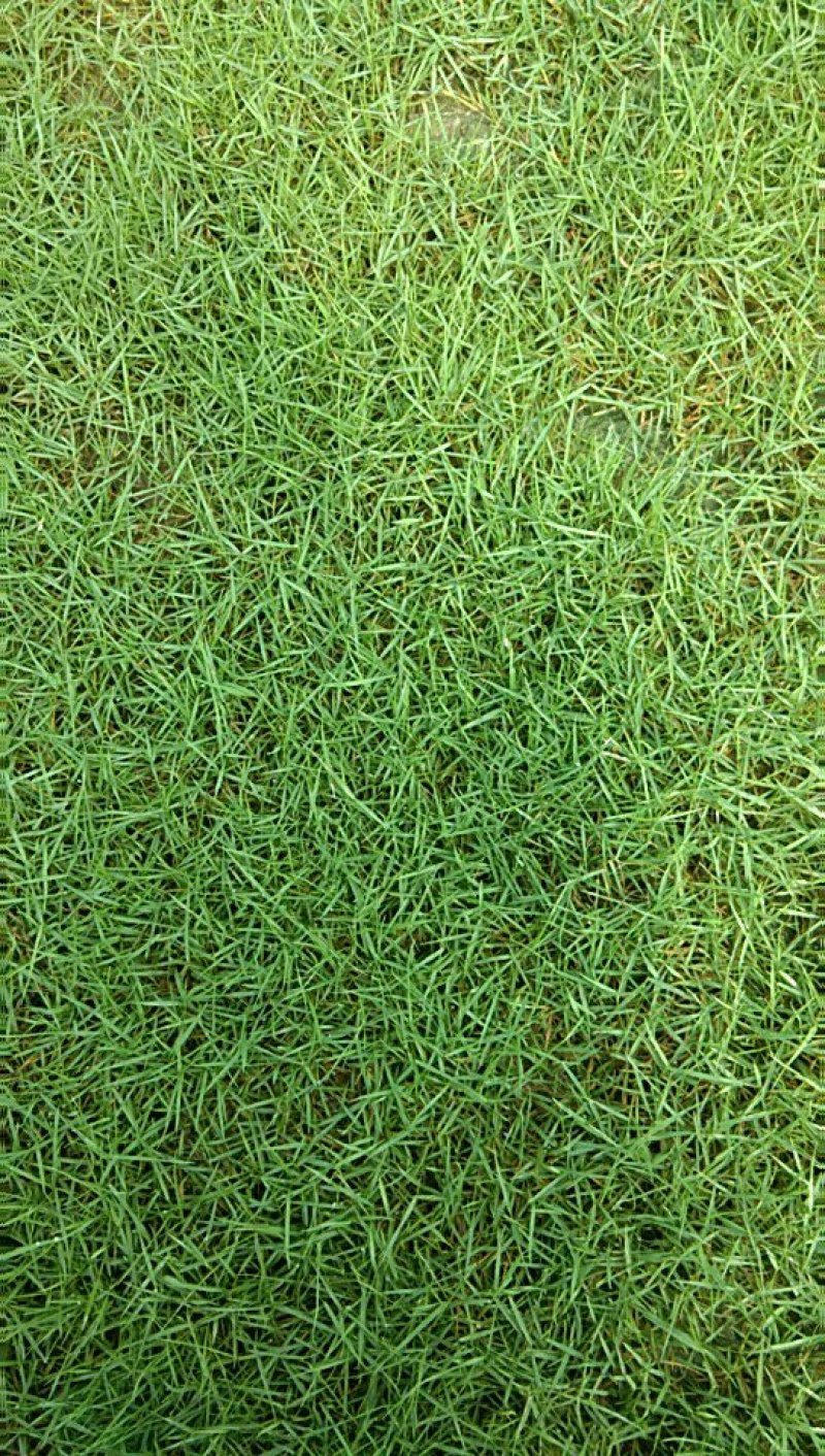 地被草大叶油草，台湾草坪，马尼拉草