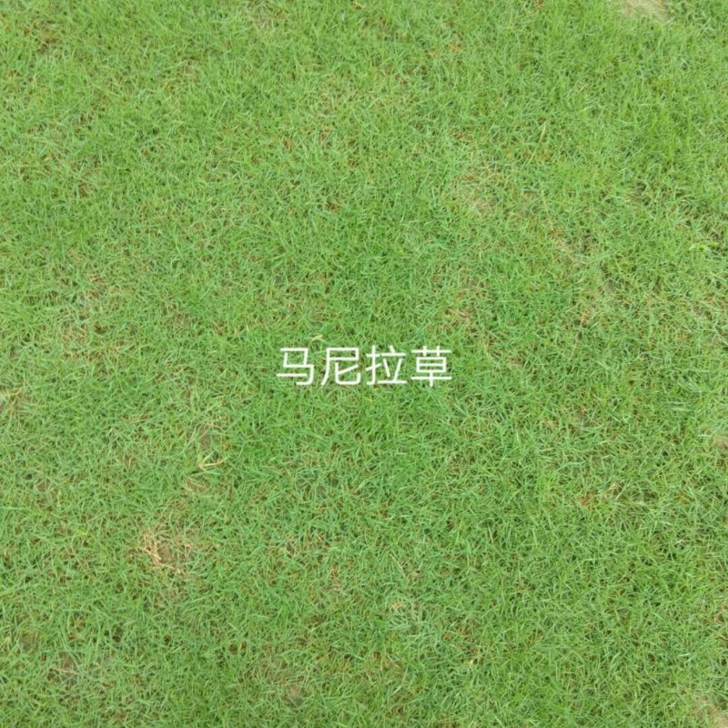 地被草大叶油草，台湾草坪，马尼拉草