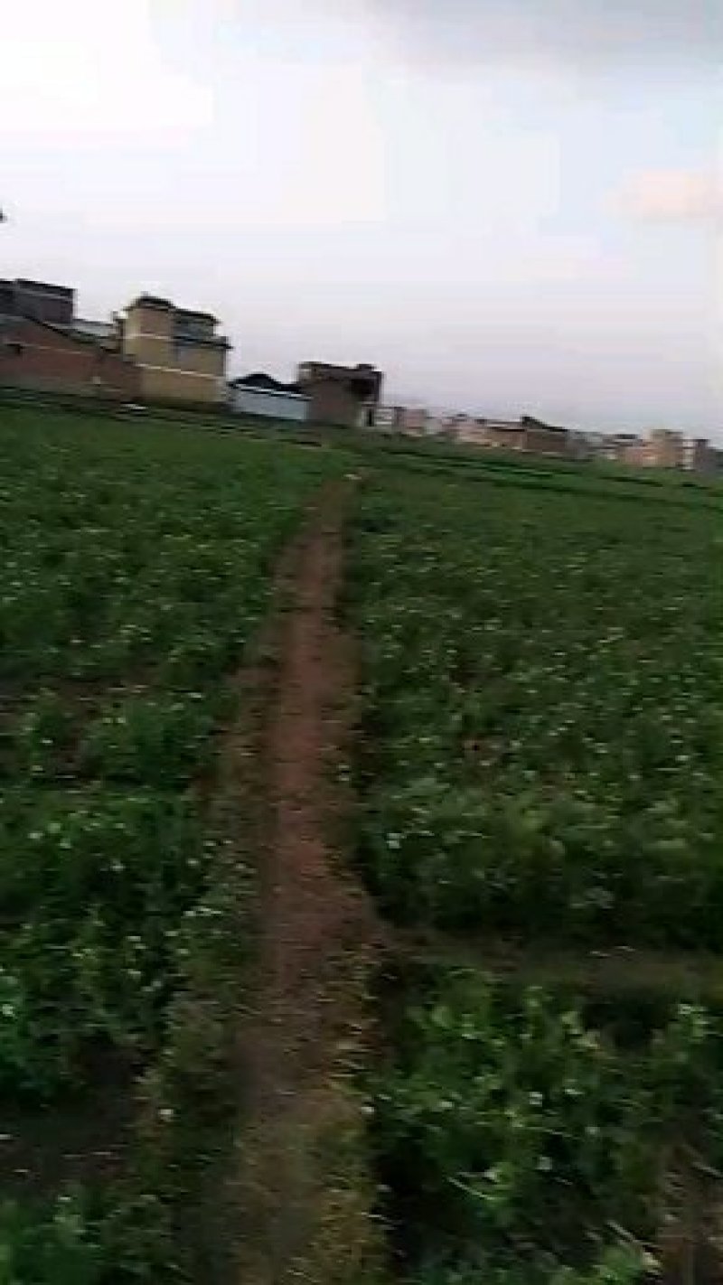 颗粒饱满。无斑点。