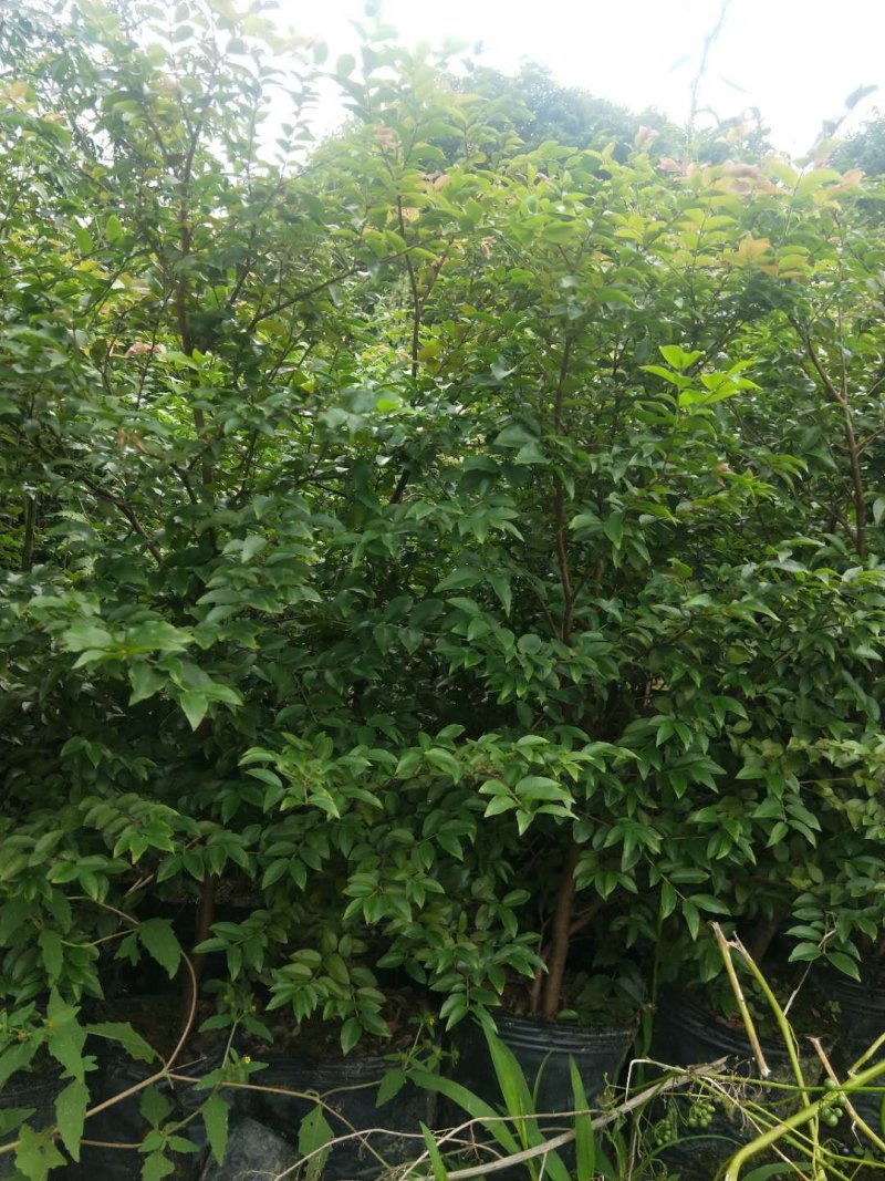 嘉宝果树苗（70一100公分高的）