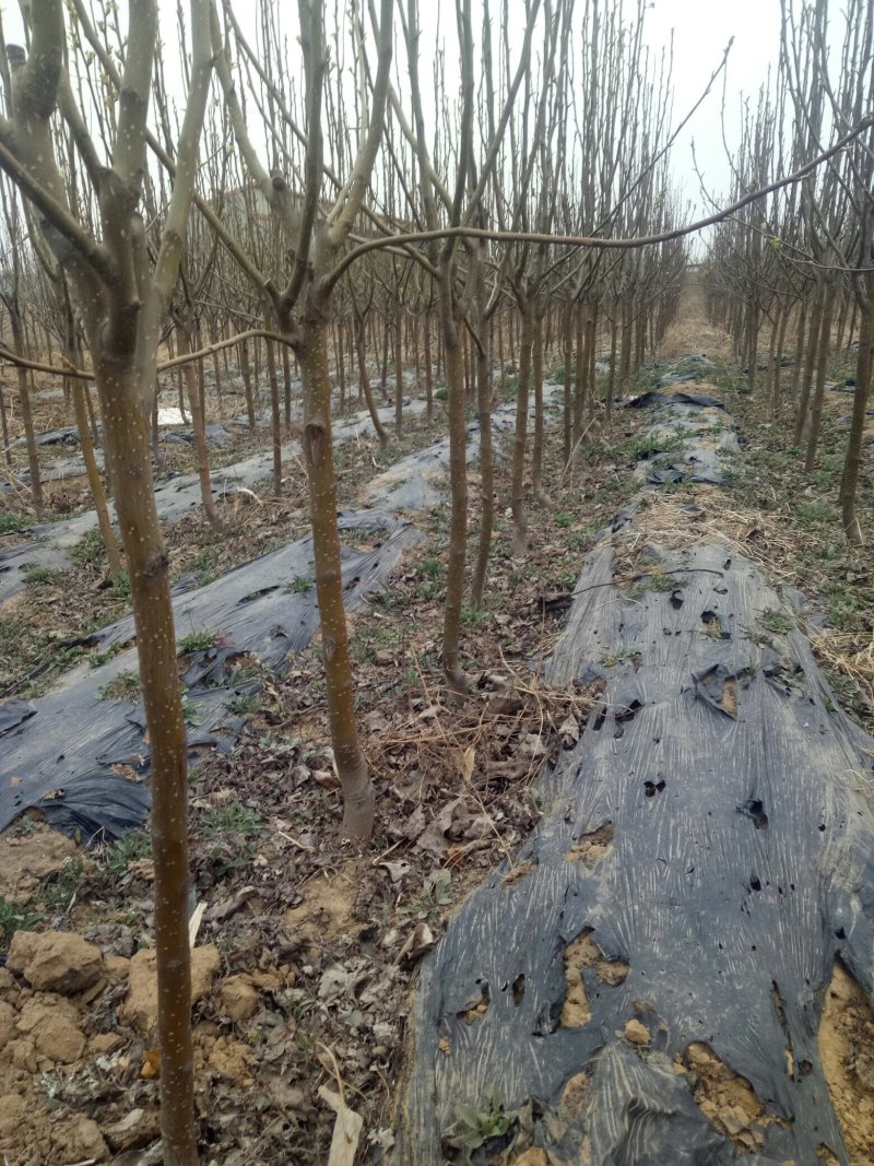 河北省秦皇岛市昌黎县梨树小海果蔬苗木销售中心