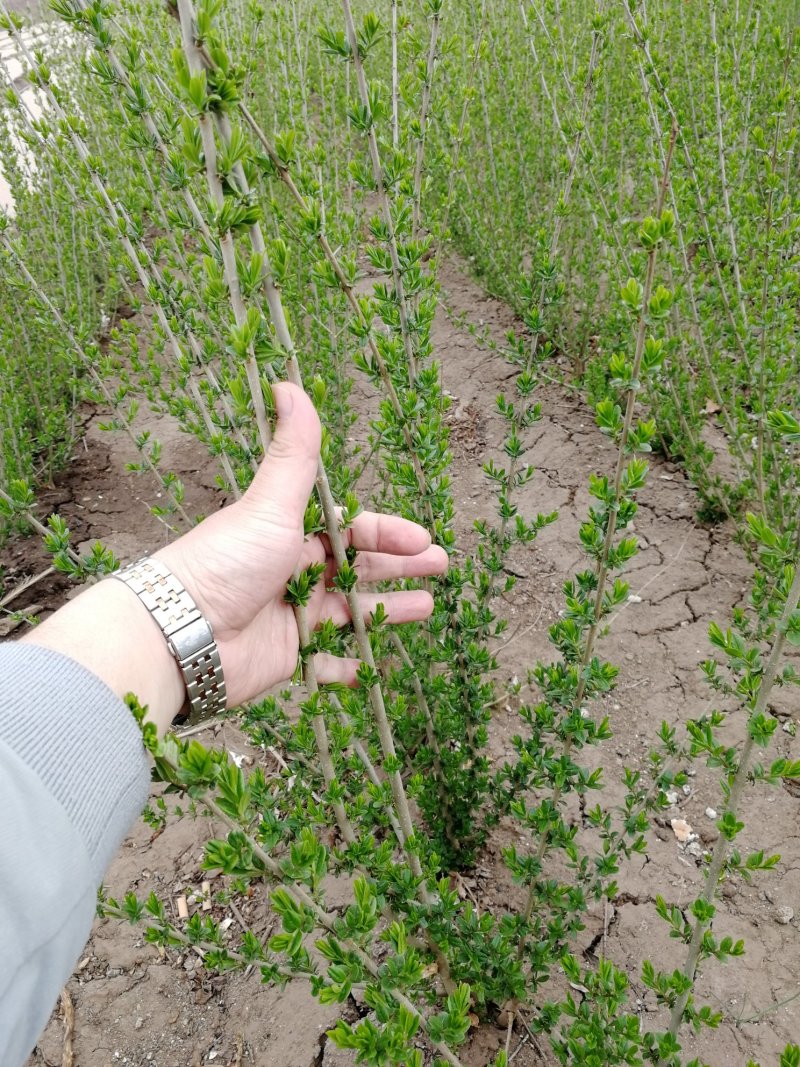 辽宁开原水蜡小苗女贞工程苗夹植水腊堆杯苗繁育基地