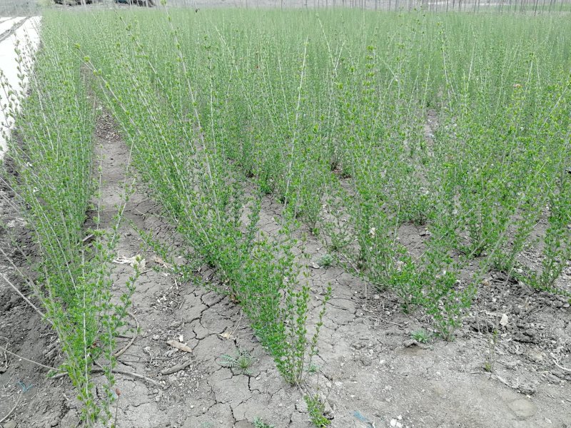 辽宁开原水蜡小苗女贞工程苗夹植水腊堆杯苗繁育基地