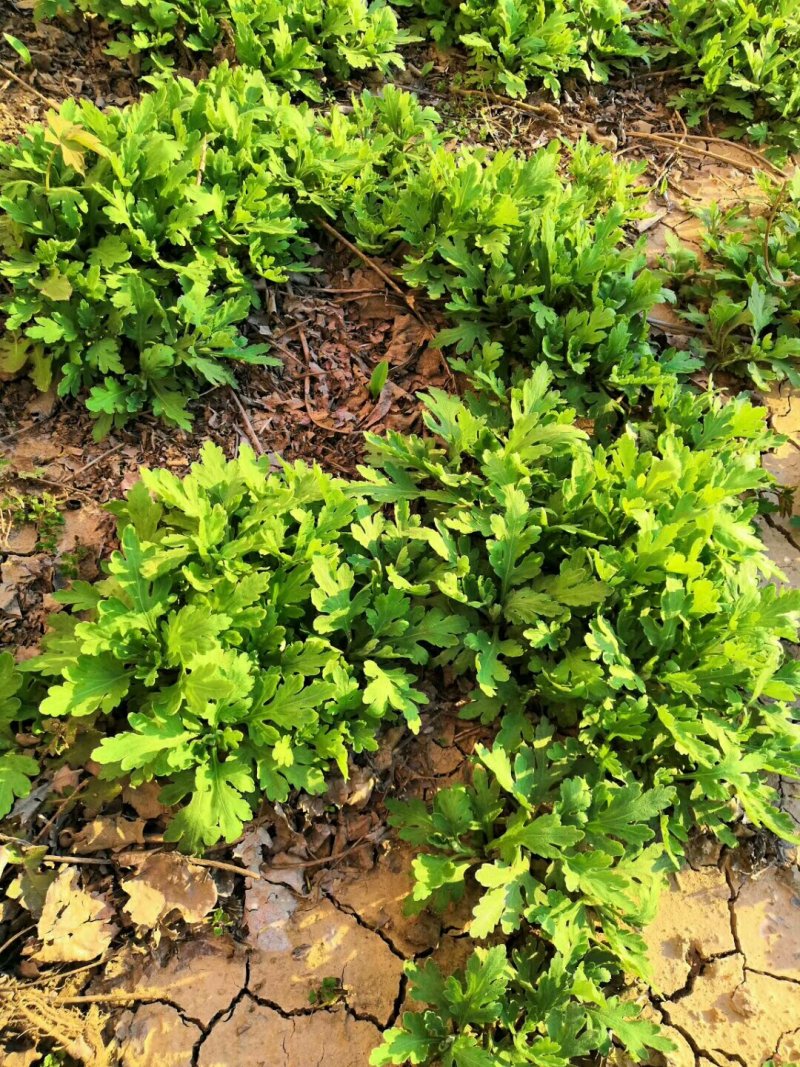 金丝皇菊苗，婺源黄菊苗，苏北菊，行白菊，北京菊提供技术！