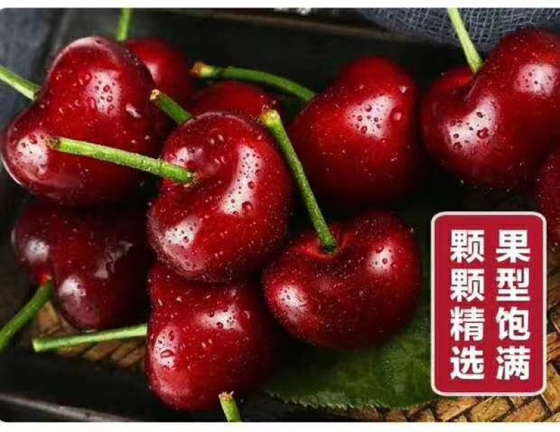 美早大樱桃
