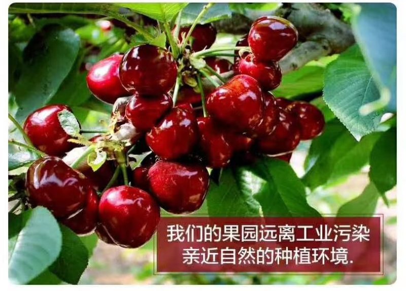 美早大樱桃