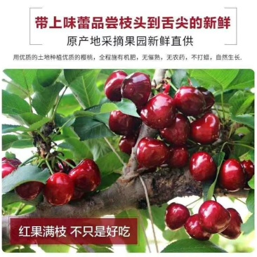 美早大樱桃