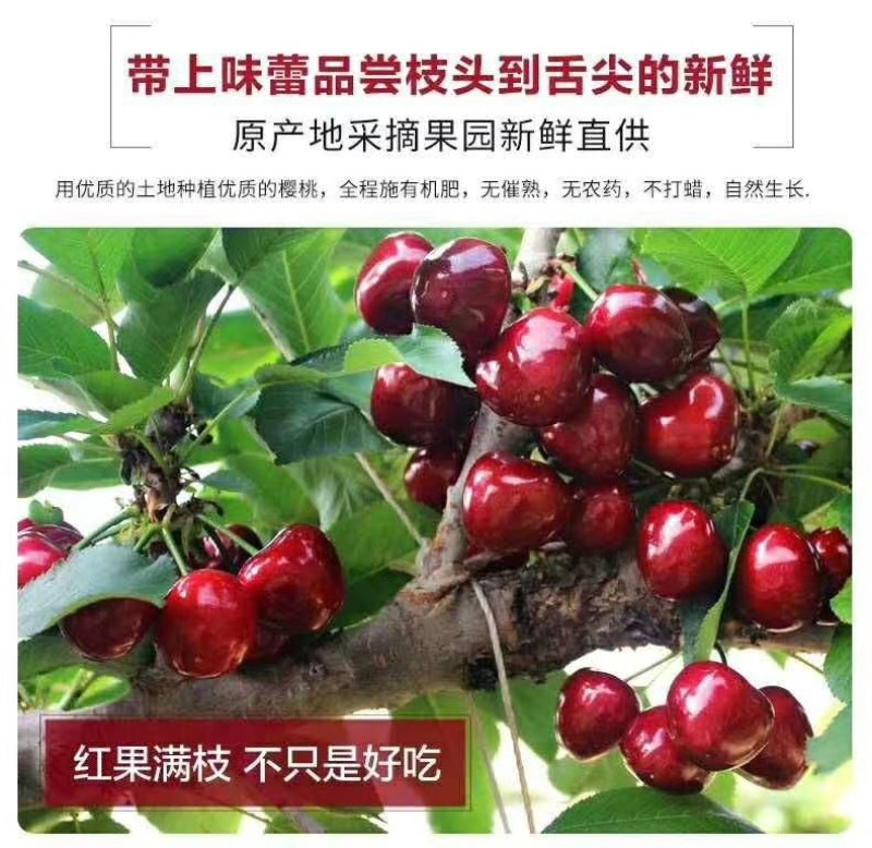 美早大樱桃