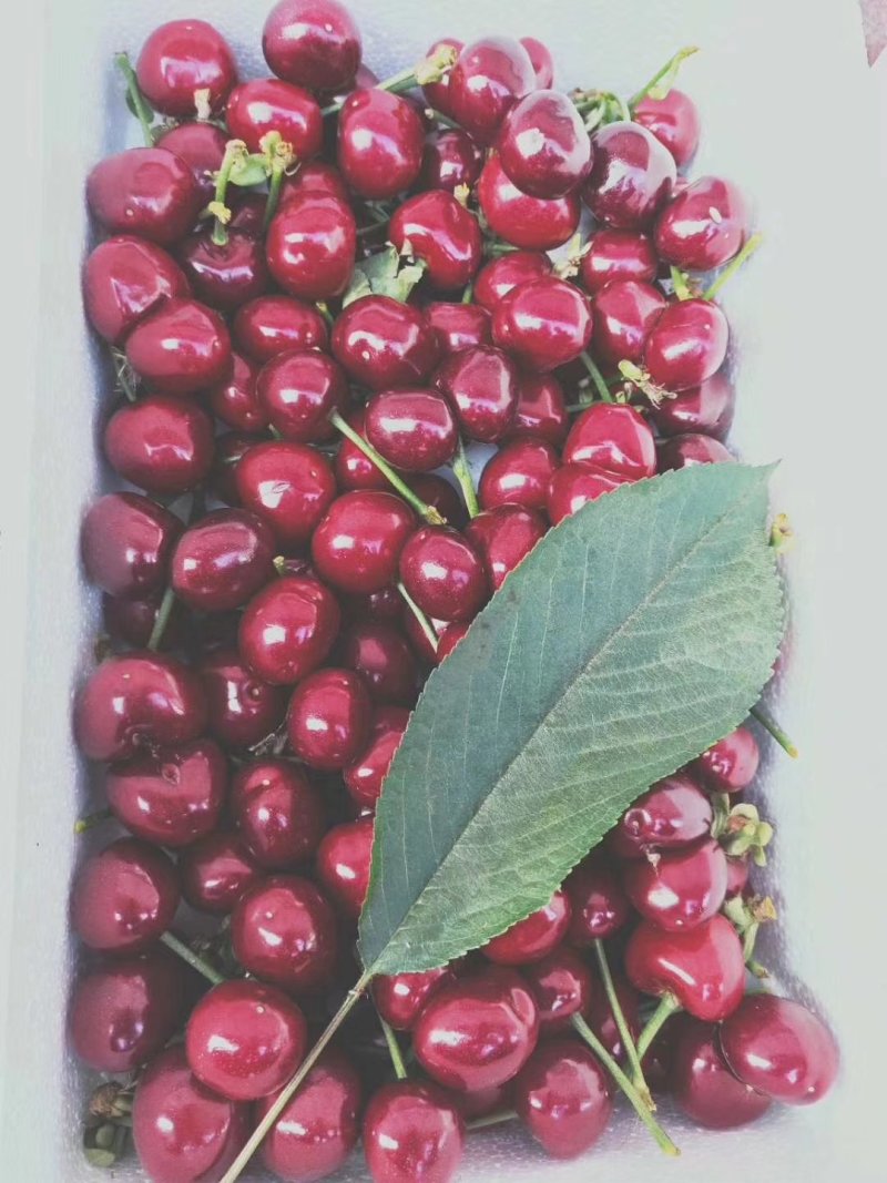 美早大樱桃