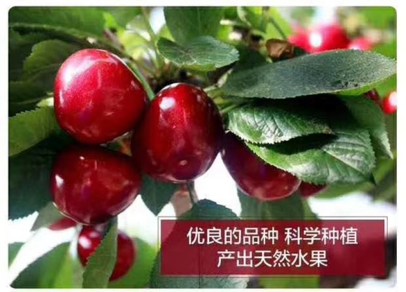 美早大樱桃