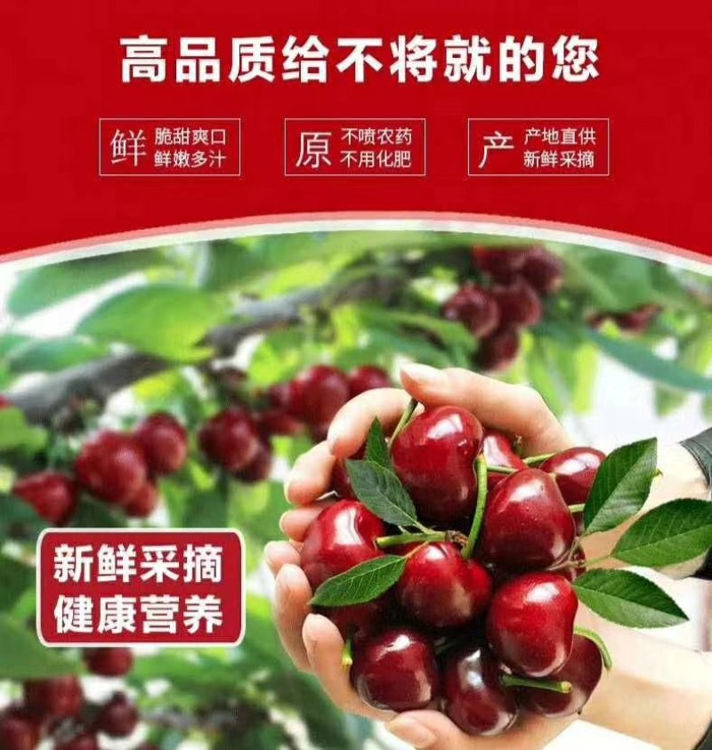美早大樱桃