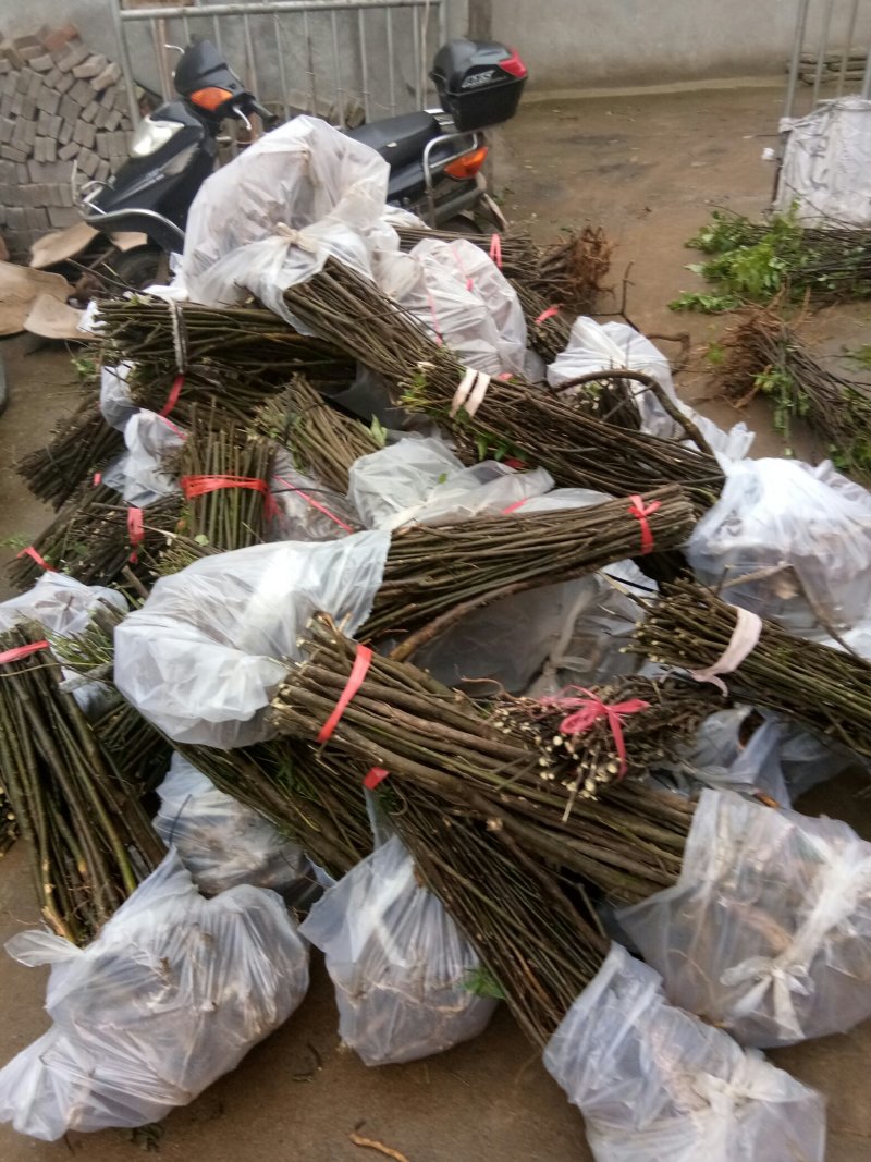 吴茱萸苗（技术共享）热销