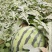 西瓜山东甜王西瓜二茬熟度高大红瓤产地直发电商团购