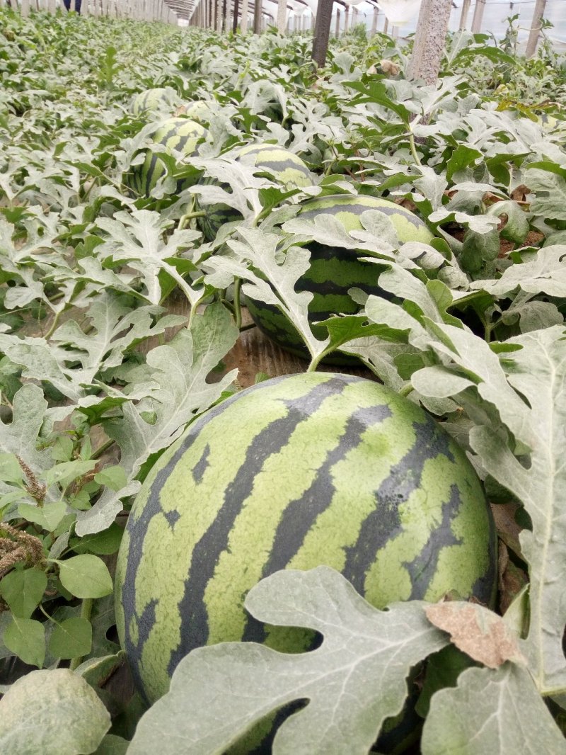 西瓜山东甜王西瓜二茬熟度高大红瓤产地直发电商团购