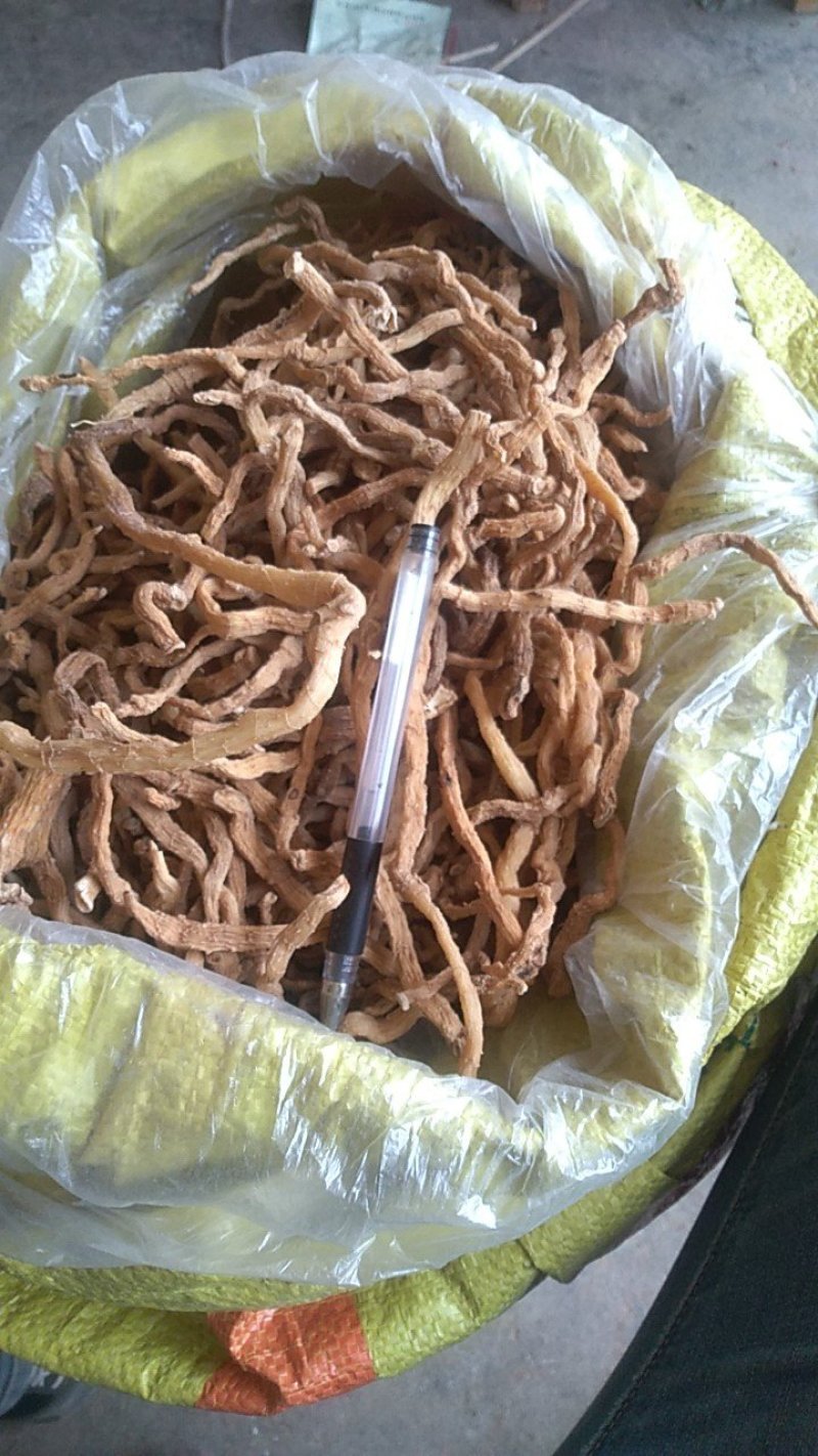 野生玉竹