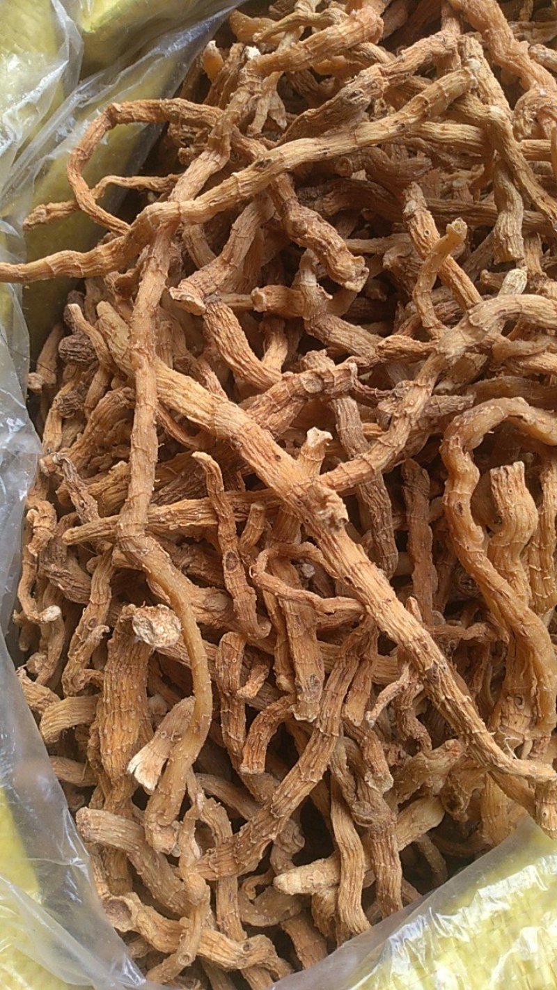 野生玉竹