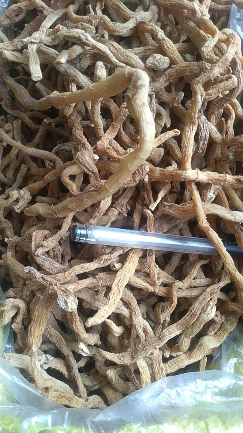 野生玉竹