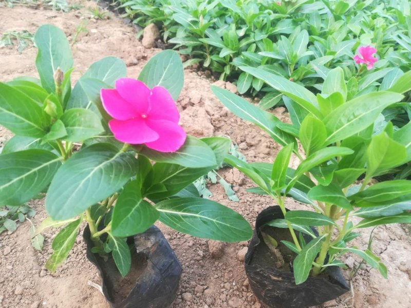 精品长春花天天开大量现货供应