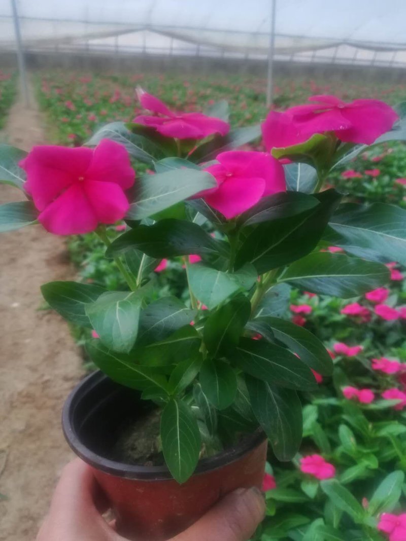 精品长春花天天开大量现货供应