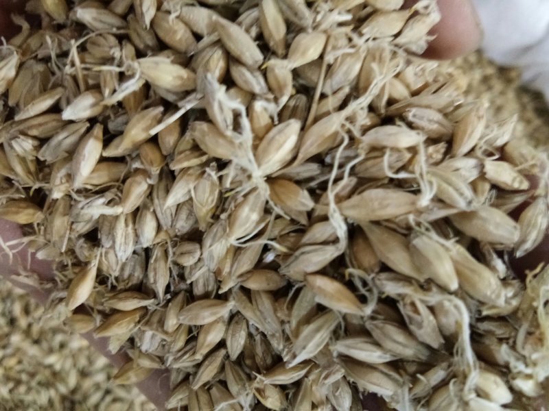 麦芽河北无硫熏正品生/炒/焦麦芽质量保障！一公斤起发货