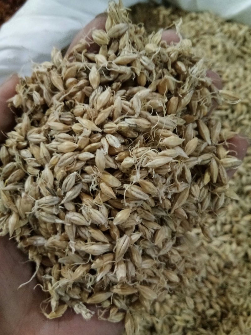 麦芽河北无硫熏正品生/炒/焦麦芽质量保障！一公斤起发货