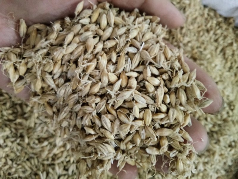 麦芽河北无硫熏正品生/炒/焦麦芽质量保障！一公斤起发货