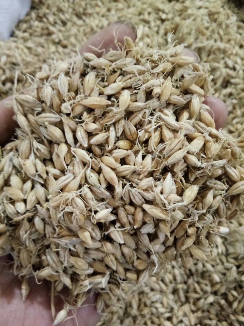 麦芽河北无硫熏正品生/炒/焦麦芽质量保障！一公斤起发货
