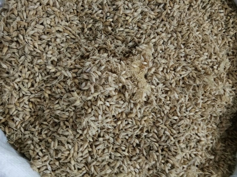麦芽河北无硫熏正品生/炒/焦麦芽质量保障！一公斤起发货