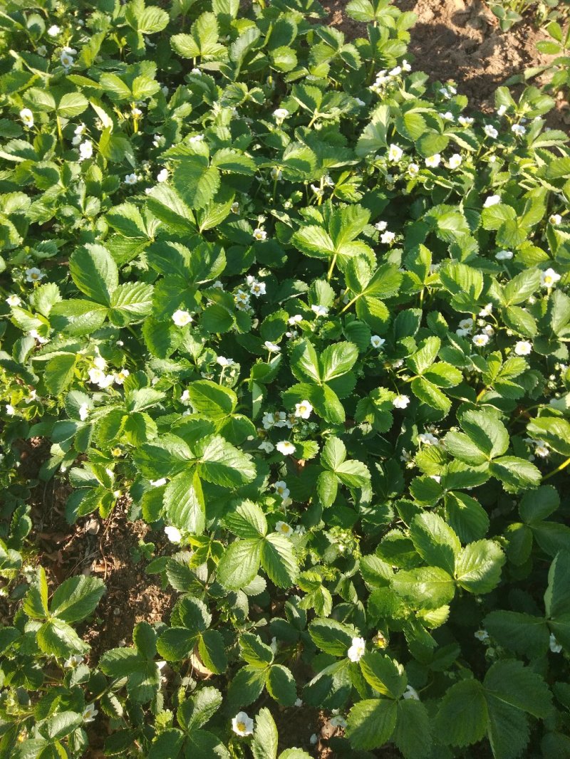 红颜草霉苗：规格：10～20高土增产高口感好