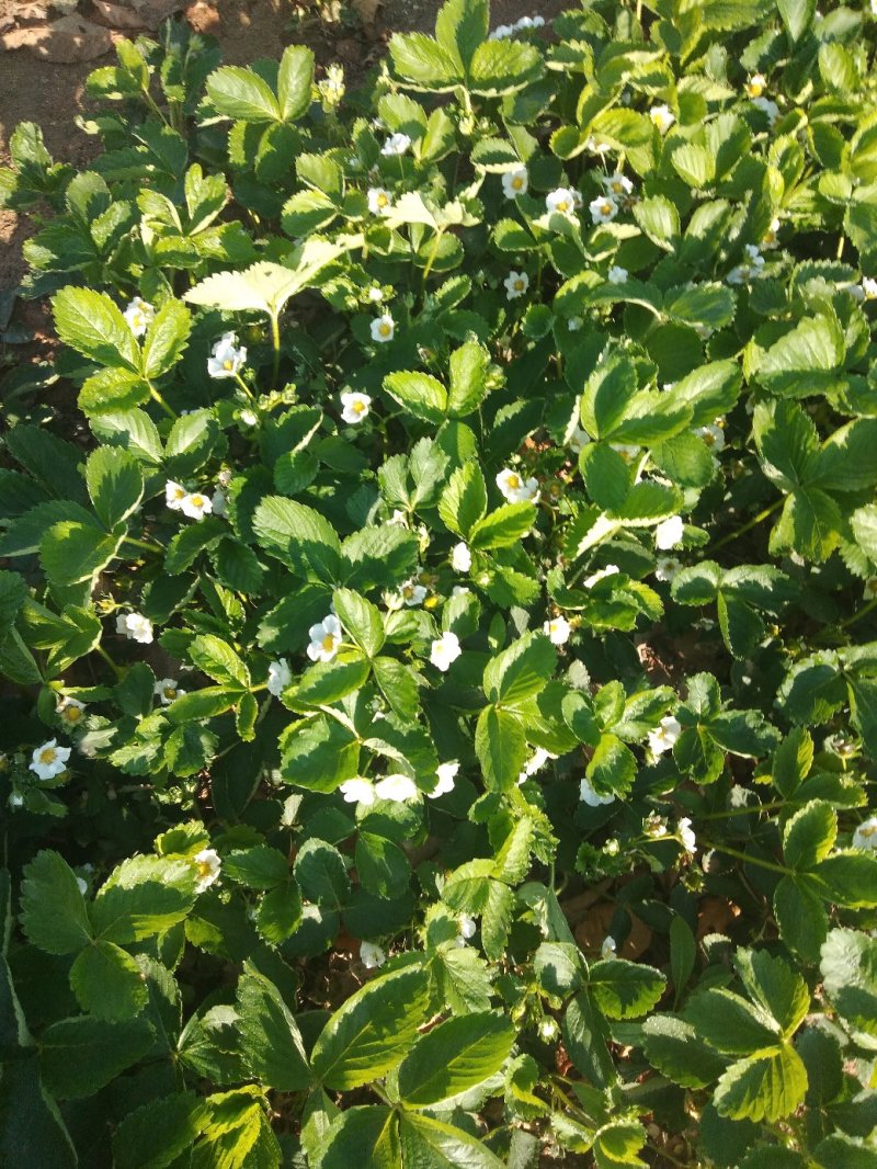 红颜草霉苗：规格：10～20高土增产高口感好