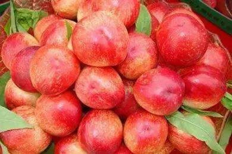 新鲜油桃大量上市，望大家前来预定!