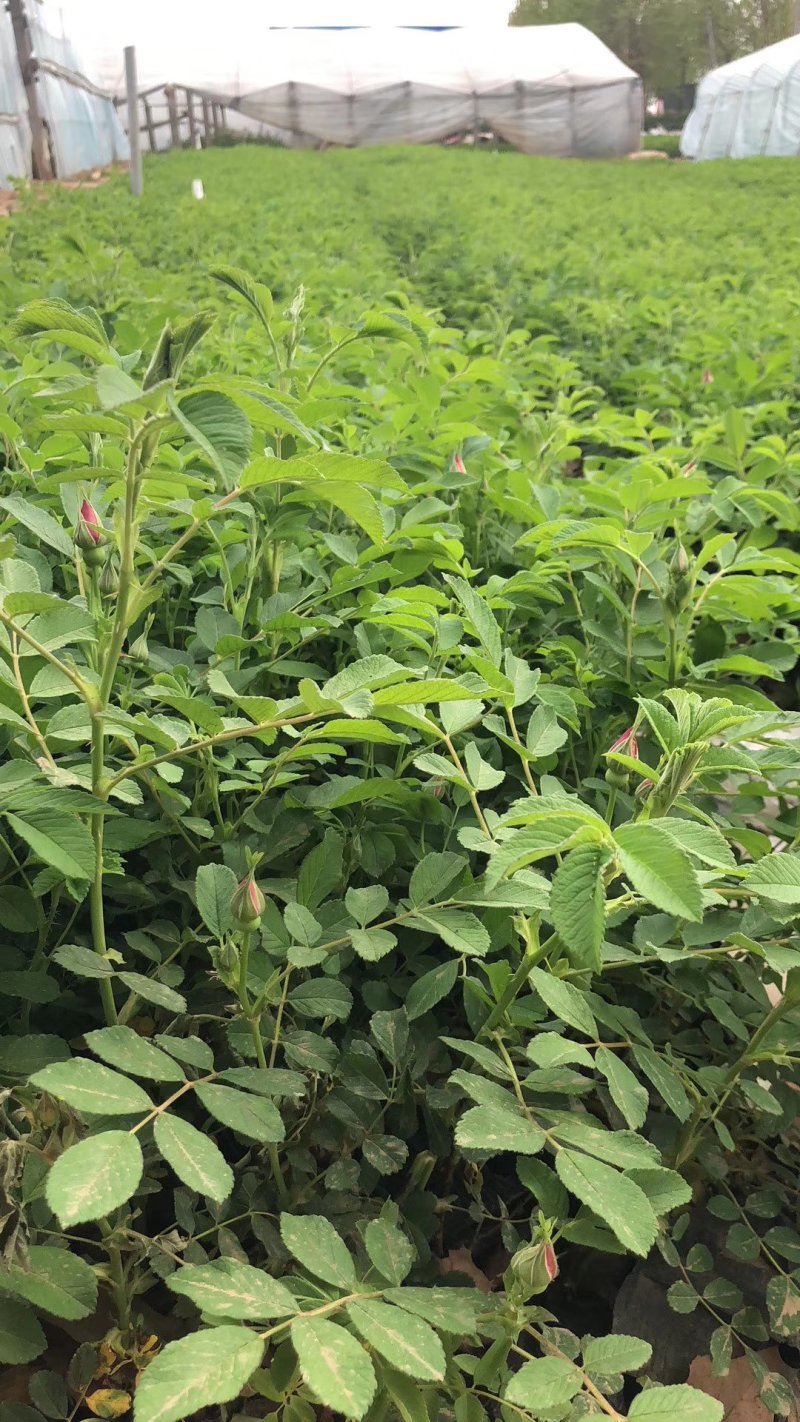 精品四季玫瑰营养杯苗大量现货供应