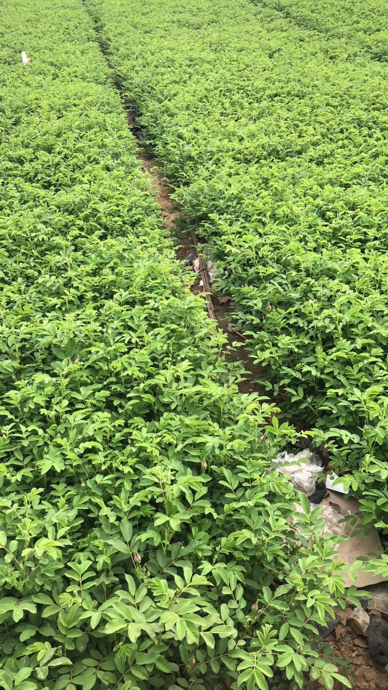 精品四季玫瑰营养杯苗大量现货供应