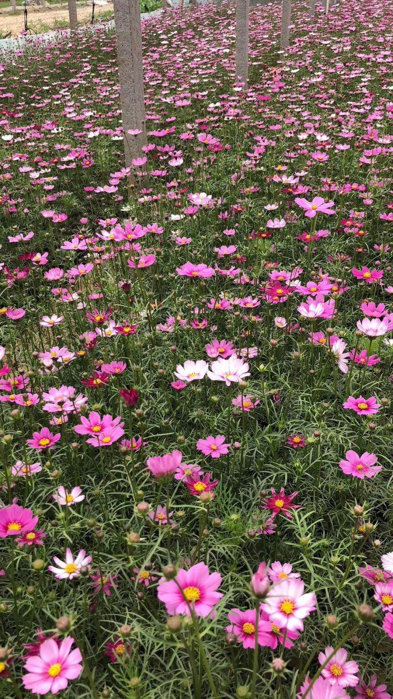 精品波斯菊基地大量现货供应