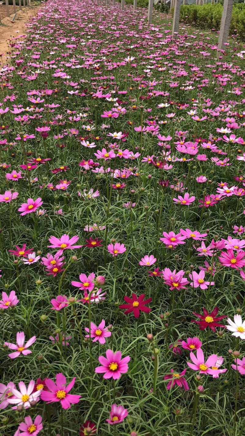 精品波斯菊基地大量现货供应