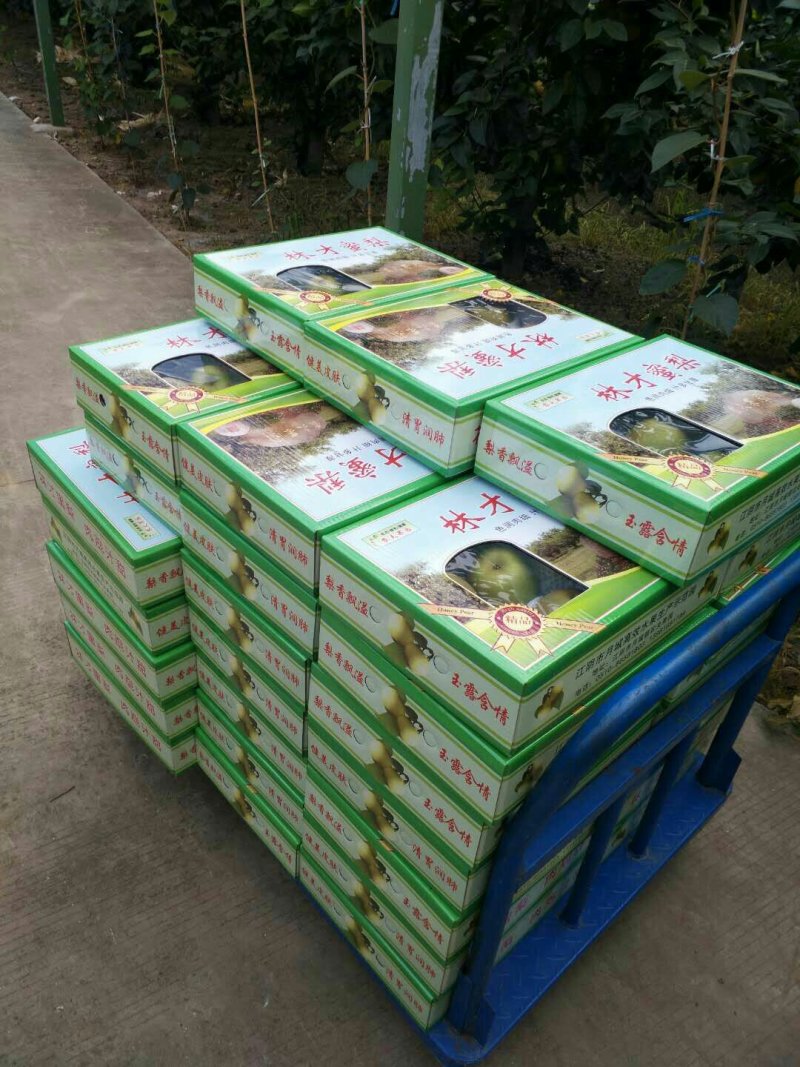 江阴翠冠梨大量上市水果梨子批发包邮当季雪梨翠冠梨