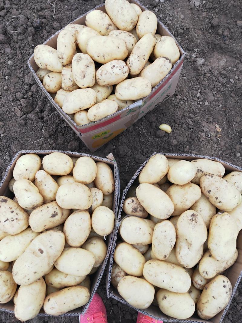 万亩基地的大朋三膜土豆，黄心鲜货，大量上市啦！