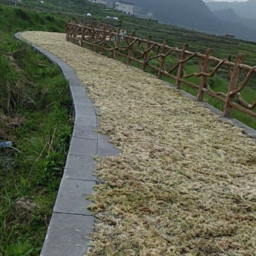 水苔，国际名海花草
