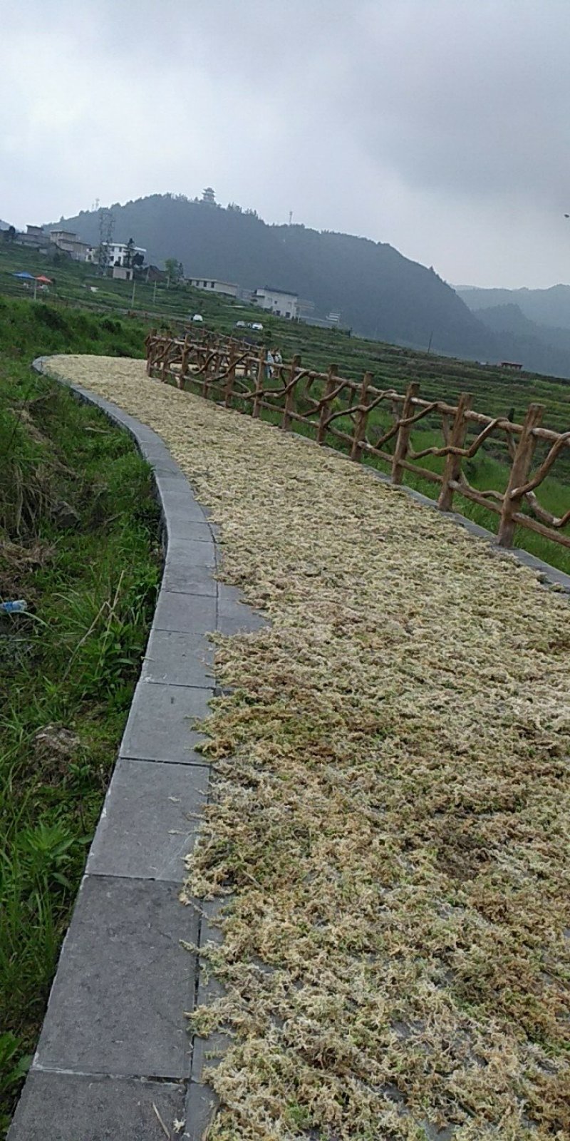 水苔，国际名海花草