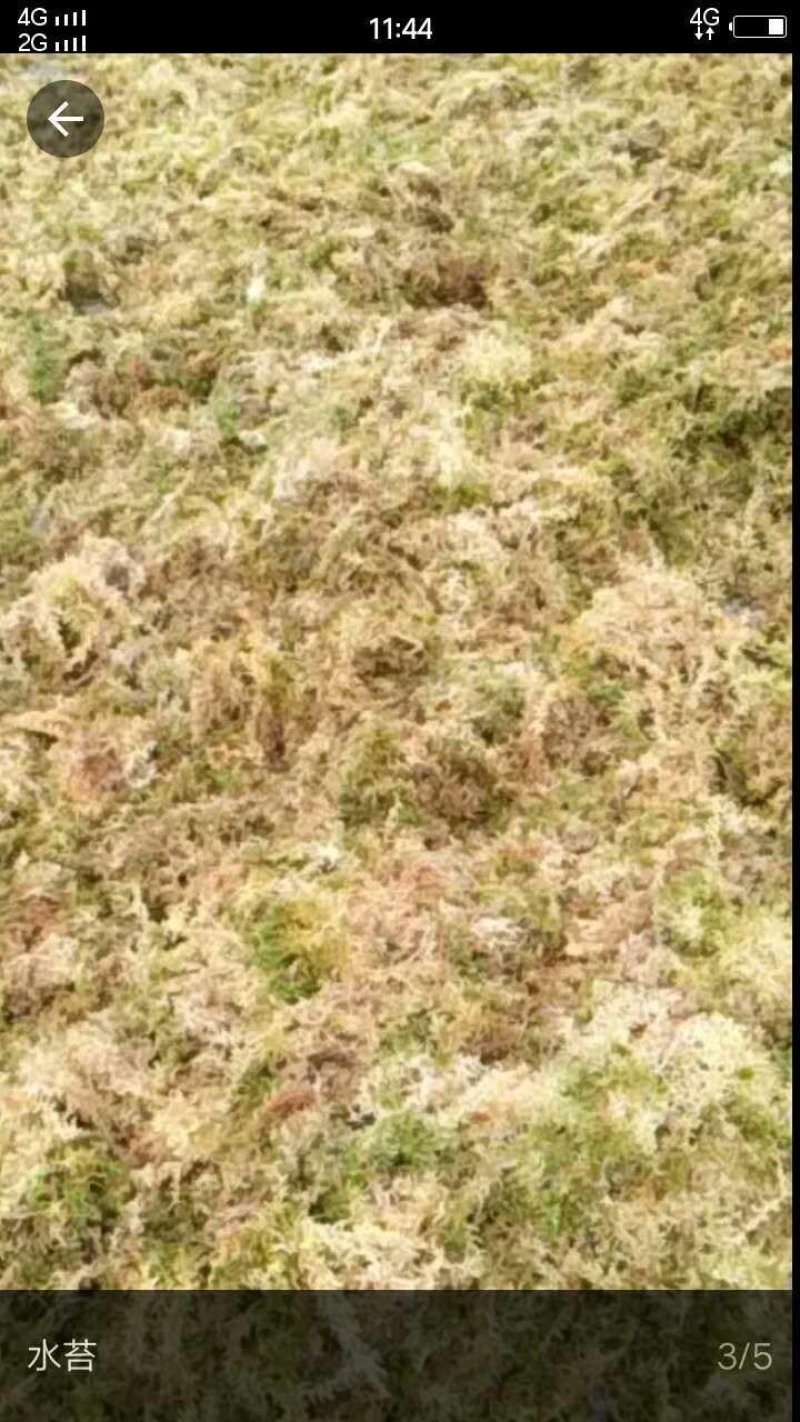水苔，国际名海花草