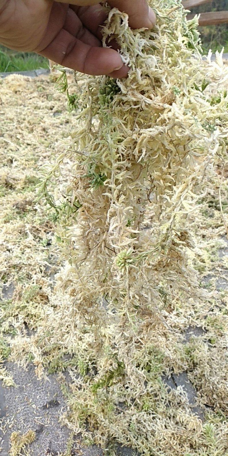 水苔，国际名海花草