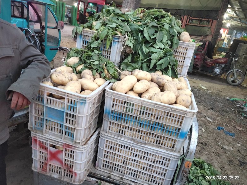 山东省聊城市场万亩土豆大量上市聊城李凯代收