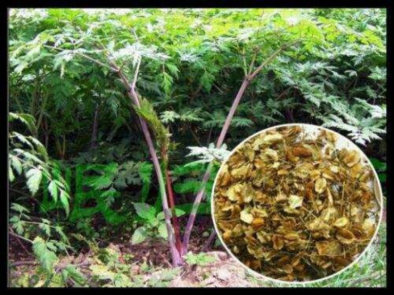 当归种子保证出芽率百分之95货到付款