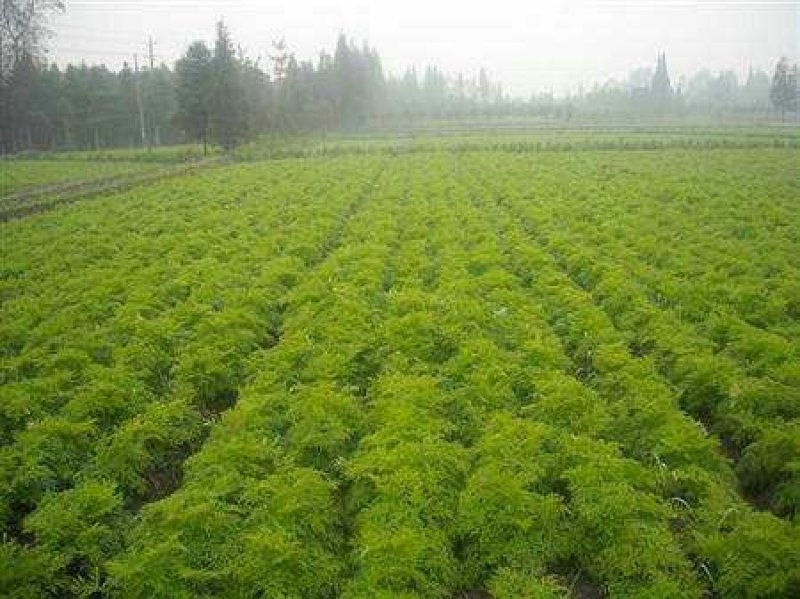 当归种子保证出芽率百分之95货到付款