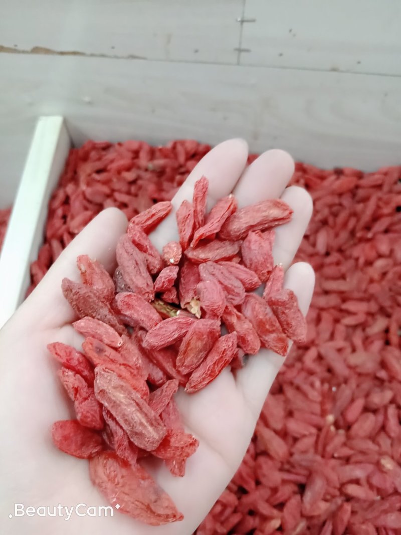 新疆红枸杞